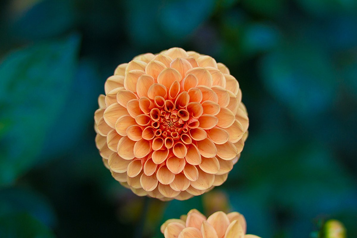 A detailed orange dahlia flower against soft green foliage.